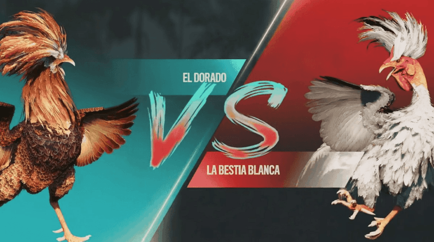 Rinha de Galo Online na zwx: Aposte e Veja a Ação Ao Vivo 8 zwx